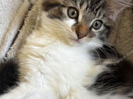 Rehoming 2 year old cat