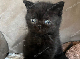 British Shorthair Kitten Ready Now