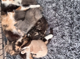 2 beautiful  female kittens