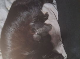 Gorgeous mixed breed kittens.