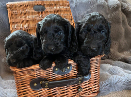 7 stunning F1 cockapoo puppies