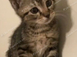 Tabby kitten