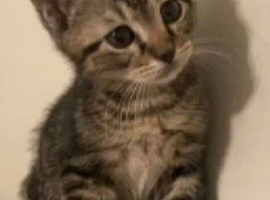 Kittens ready now