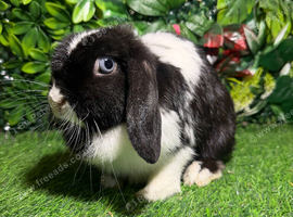 Pure breed mini lop (ADULT) Female