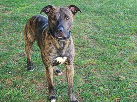 Staffie cross collie
