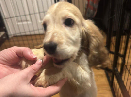 Beautiful Cocker Spaniel puppies