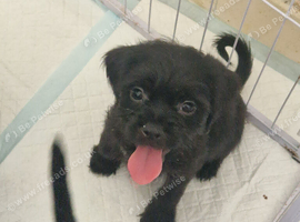 Beautiful Cavapoopug