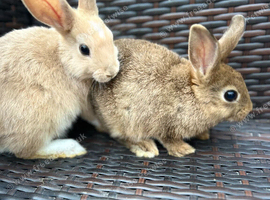 Bunnies for sale now! 2 Females left well bonded