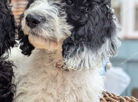 Last puppy F1 Standard Cockapoo Puppies