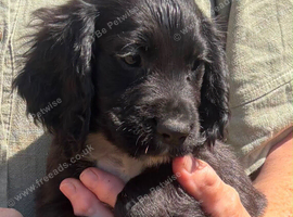 Gorgeous cocker spaniel pups