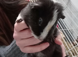 Lovely young guinea pig