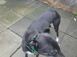 ***FERN RESCUE* 8 YR OLD GREYHOUND FOR ADOPTION***