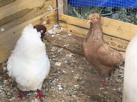 Breeding pair of Nun pigeons