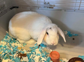 Neutered boys 15 months old (2 boys)
