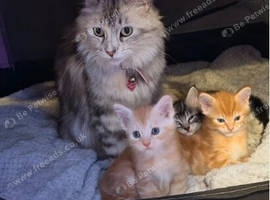 3 x beautiful Mainecoon kittens