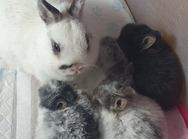 SOLD Beautiful Netherland Dwarf Buns Born 29th January