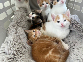 Friendly playful kittens for sale