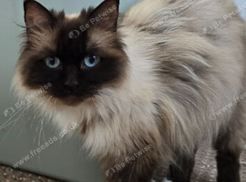 Female Ragdoll