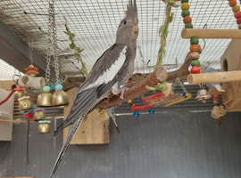 2x cockatiel chicks ready now &pound;90 each