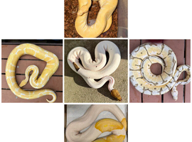 Urgent various royal python adults for sale