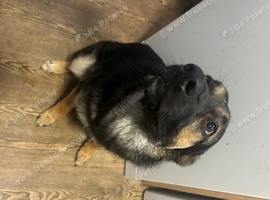 Collie x alsatian