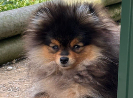Rkc Pomeranian Puppy for sale