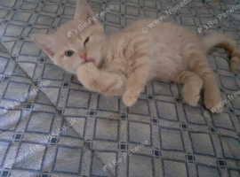 Creamy white kitten