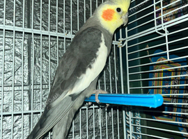 Semi tamed cockatiel singing