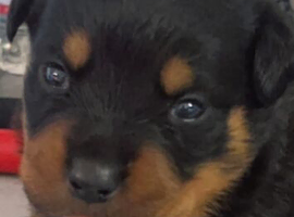 Pedigree German Rottweiler puppies