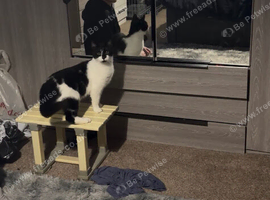 Male cat