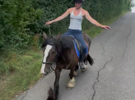 14.2h Irish cob gelding alrounder