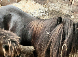 Reg mini mare with foal