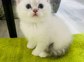 Scottish fold and straight kittens