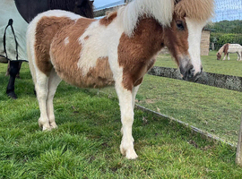 Shetland x dhp yearling filly
