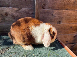 Beautiful rabbits , minilop, continental giant ,Netherland draft