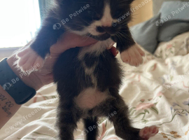Kittens