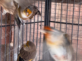 Canary for sale