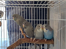 Blackface baby budgies and splits