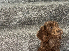 Cockpoo boy chocolate pup