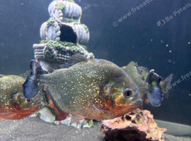 5x red belly piranha