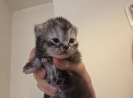 Kittens