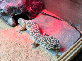 Make leapard gecko with full set up
