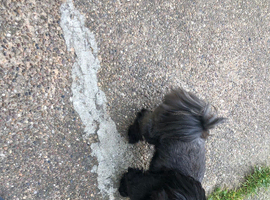 Shih Tzu stud