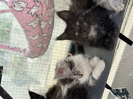 Maine coons