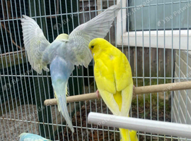Baby rainbow and pied budgies