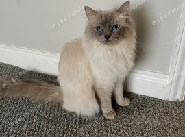 Beautiful Blue point female Ragdill
