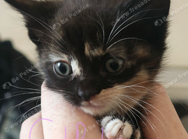 5 little girls looking for loving homes