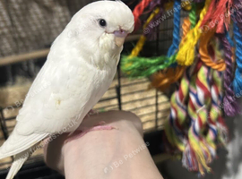 Bird/exotic rescue