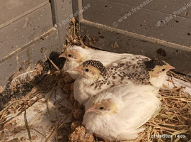 Tiny Button Quails 2 x Pure White and 2 x Tuxedo Pied Leopard Print Markings &pound;24 the group of 4 birds