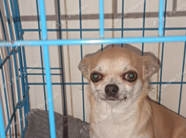 female adult chihuahua